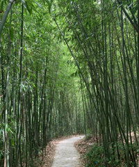 百里竹海免费耍水,干净凉快还能坐竹筏,露营住农家乐都好安逸
