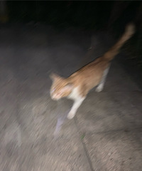 每天都能在同一位置见到这只流浪猫,果断回家倒了点猫粮给它加餐
