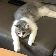 这只猫一点也不怕生