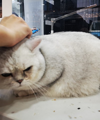花42.8元给我家的肥猫洗了个澡,快15斤重工作人员喊抱不动