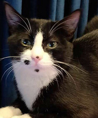 СԱ߼һֻɰĺڰСè꣺ĸɽ