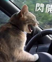 我学车拿驾照几年了还是不敢开车,大家身边这样的朋友多吗?