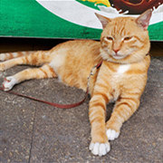 大坪这只猫成网红了!