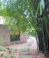 景区里的民宿,看荷花摘水果吃小龙虾