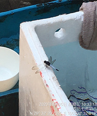 感觉很多年都没看见这种蓝色的叮叮猫了,瞬间勾起了小时候的回忆
