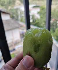 黑山猕猴桃成熟了!边摘边吃好舒服,8块一斤超甜的