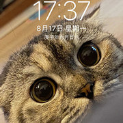 它的照片适合当屏保
