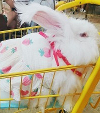 解锁下午茶新玩法,这家店不仅可以撸巨型兔子,还能给兔子扮装