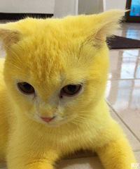 ������Ⱦɫ��èë����ϴ��������������һֻ��Ƥ����è