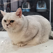 15斤的猫有点难抱