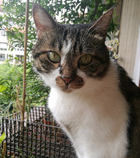 捡的两只猫和领养的小猫组成了我们这个幸福小家,惬意而充实