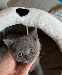 女儿吵着我磨了好久想要只猫,买回家后,猫各种被她捧在手心里