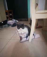 家里的猫每次发情都要去“纠缠”我老公,于是把它关到阳台了