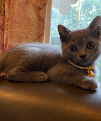 Ůĥ˺þҪֻèؼҺèֱ