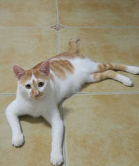 ɹɹҼҴɱ䣬СƤ˳˲