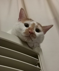 ɹɹҼҴɱ䣬СƤ˳˲