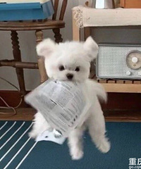 你们看这只狗会飞呢,难道这就是传说中的“悬浮”犬?