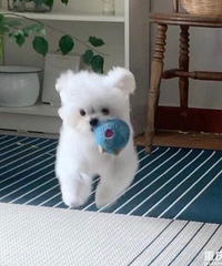 你们看这只狗会飞呢,难道这就是传说中的“悬浮”犬?