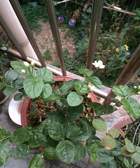 ʱ򲻵ò̾ǿ㱻ӵ򻨾