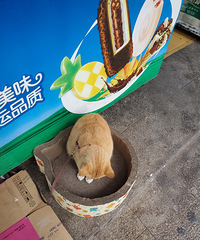 ����һ��ץ���Ѹ���ƺ�������è������֮ǰ˯��ֽ����ů��