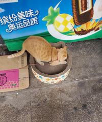 һץѸƺè֮ǰ˯ֽů