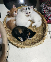 ����è̫���ˣ��ó�4ֻС��è�����������꣺����ӹ�