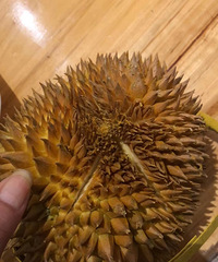 上次买的榴莲又有活动了,开出来有被惊艳到