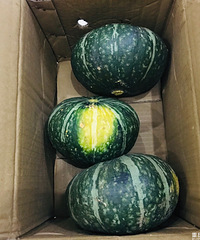 1块钱一斤的板栗南瓜,超划算蒸煮炒都美味