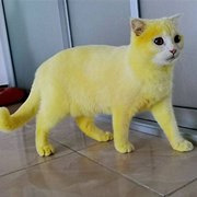 被染色后变成皮卡丘猫