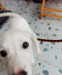 89��160CM��С������飬���ڱ�����ҵ��������