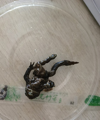 慎入!外卖里居然能有这么大一只蟾蜍