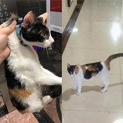 猫老往外跑,找起费力