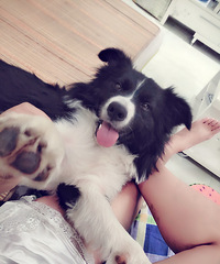 给边牧留了一头长发,越长越好看,叫它狗届“吴彦祖”不过分吧