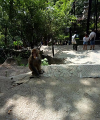 我去旅游景区玩被猴子扒书包抢饼干,吓到原地转圈,惨遭路人围观
