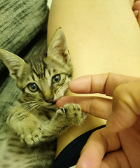 路边捡的2只可爱的小猫求领养,一只玳瑁一只狸花,坐标大坪