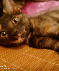 路边捡的2只可爱的小猫求领养,一只玳瑁一只狸花,坐标大坪
