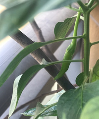 付出总会有收获,欣喜之时记录下我家朝天椒挂果到熟透的全过程