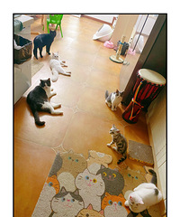 拥有6只猫的幸福人生,它们相处很和谐,每个月猫粮要吃几十斤