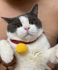 ӵ��6ֻè���Ҹ������������ദ�ܺ�г��ÿ����è��Ҫ�Լ�ʮ��