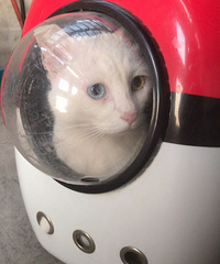 ��������ͫ��è����������ʹ��èɰ��ϲ��������������