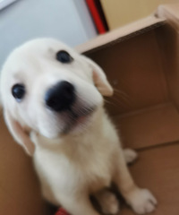 ��Ϊ�ҵ��ǳƽ��ݲˣ����Ը�����ȡ��̳̳�����ǵ�CP���ݲ�̳