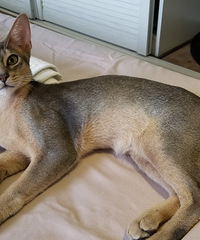 异地买了一只阿比西尼亚猫,身手敏捷,看起瘦但是实际上有肌肉