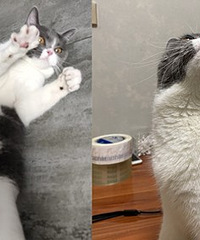 见过每天凌晨踹门撒娇求求关注的猫吗?如果不开门它就一直叫