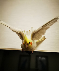 ɹһɹ�ҵ��������ģ���а���Ҳ�ᳪ�裬����������������