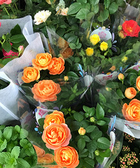 7Ԫ/裬׮Ҷ180Ԫ/꣬м۸