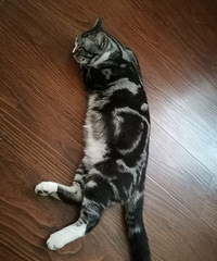 我家的猫已经8个月大了,但是它还没到发情期,可以做绝育了吗?