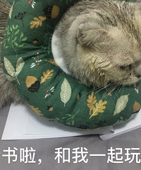 感觉温顺的猫有时候也会捣蛋,比如正在看书的时候它要来捣乱