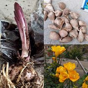 天凉适合种百合香雪兰