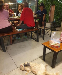 客人在饭桌吃饭,这只猫却抱着老鼠玩具在边上睡觉,睡得好香