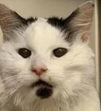 19岁的老猫,在生命最后一刻紧紧抱住主人,让主人感动落泪